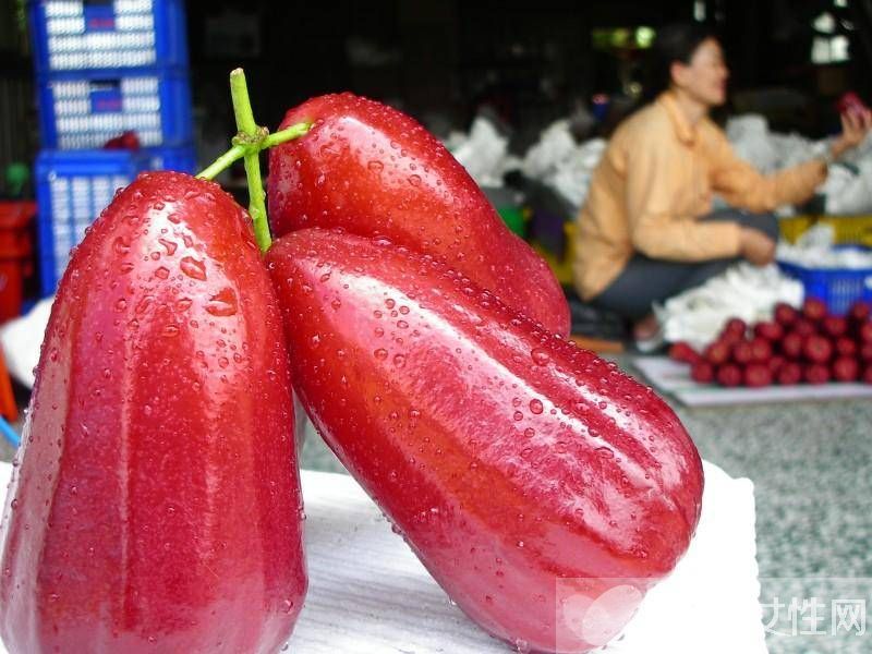 蓮霧的營(yíng)養(yǎng)價(jià)值與食用功效 這么吃效果更好