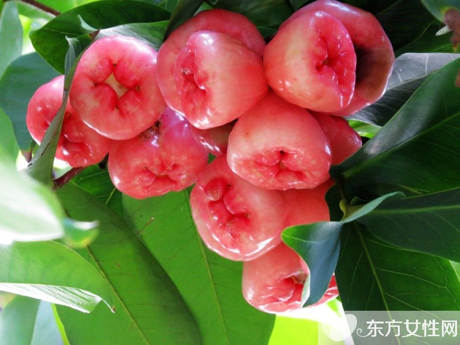 蓮霧的營(yíng)養(yǎng)價(jià)值與食用功效 這么吃效果更好