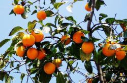 柿子葉的功效與作用 柿子葉居然還有淡斑美白的功效