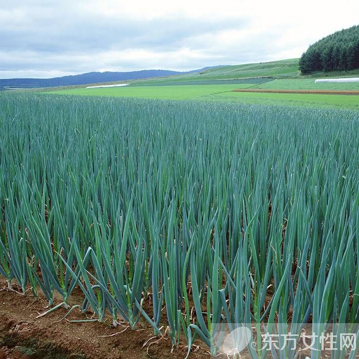 大蔥的功效與作用 這些食物放在一起吃就遭啦