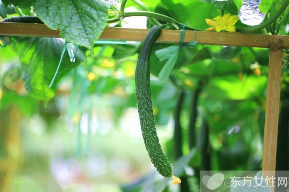 四季飲食養(yǎng)生之夏季最佳清熱排毒食物推薦