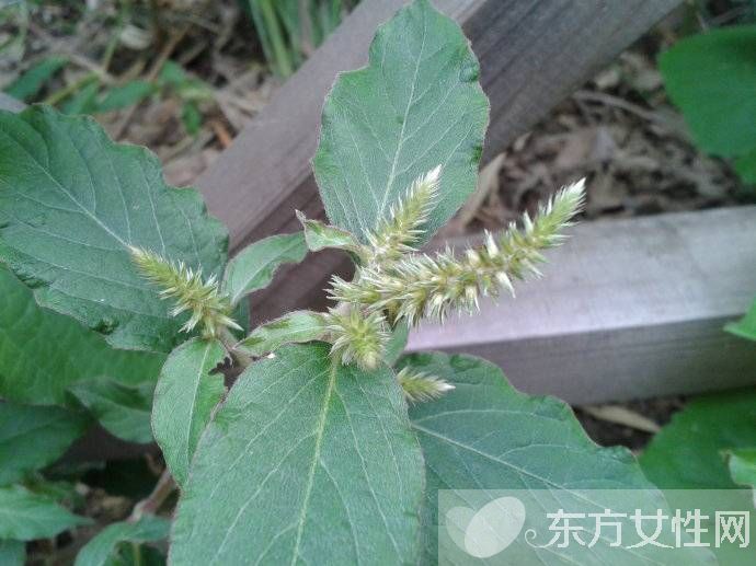 二陳湯的功效與作用 二陳湯什么時(shí)候喝比較好