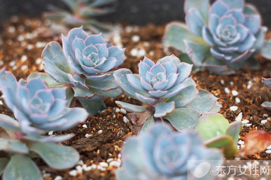 治療額頭痤瘡的方法推薦 吃出來(lái)的美麗秘訣