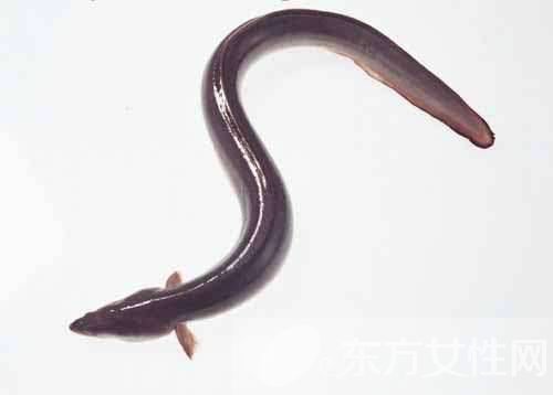 女性健康飲食食譜推薦 這些食物讓女性留住美麗