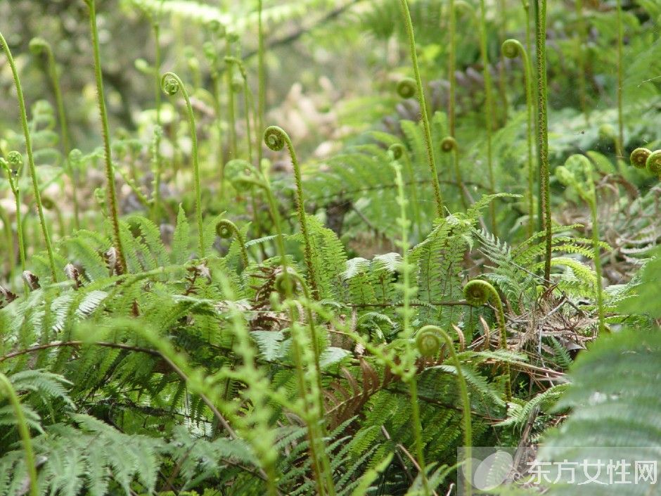 野蕨菜的營養(yǎng)價(jià)值 這些美味做法你嘗試過嗎