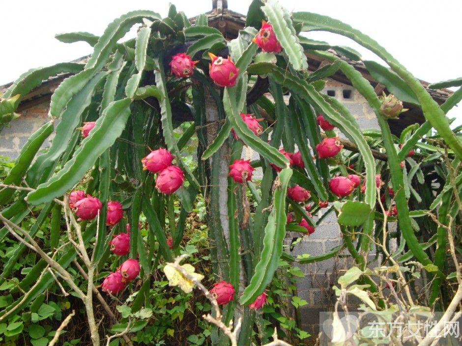 吃火龍果的好處與壞處 美味火龍果居然還能減肥
