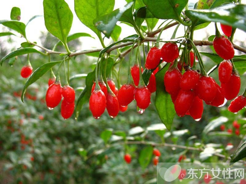 枸杞子泡水放多少 這類人群最好不要吃枸杞哦