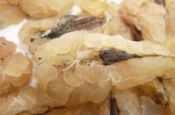 蛤蟆油的功效與作用 男人吃了效果你懂的