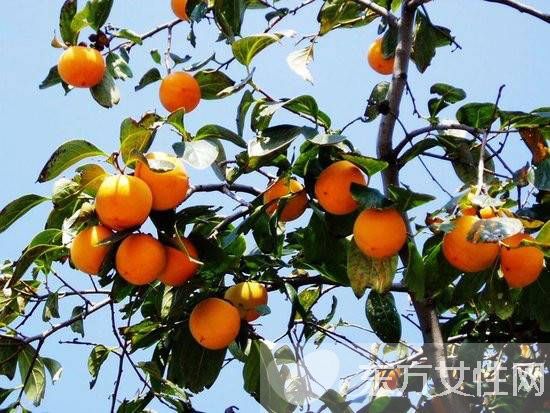 柿子葉的功效與作用 柿子葉居然還有淡斑美白的功效