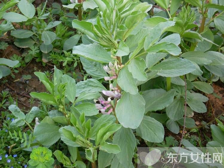 蠶豆的功效與作用及禁忌 蠶豆?fàn)I養(yǎng)美味做法推薦