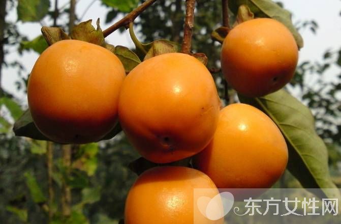 柿餅的功效與作用以及食用方法 柿餅的做法大公開