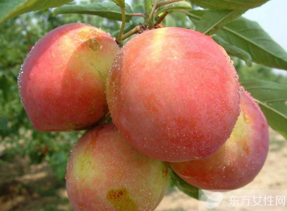 桃子吃多了會怎么樣 這類人群不宜吃桃子哦