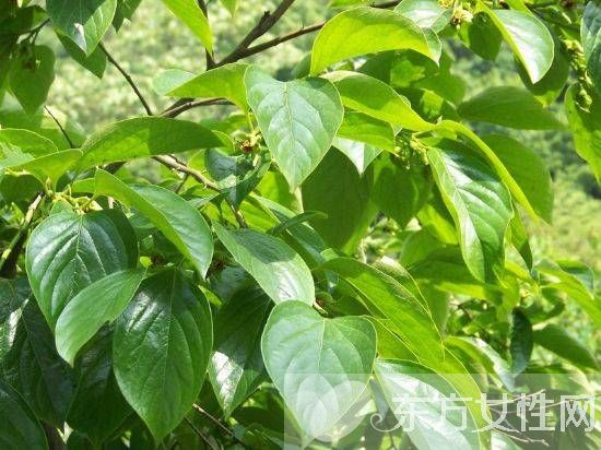 柿子葉的功效與作用 柿子葉居然還有淡斑美白的功效