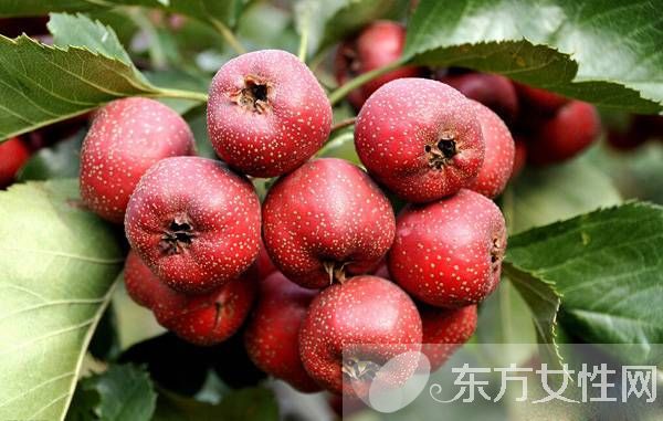 山楂甘草茶的功效與作用 這類人群不宜飲用哦