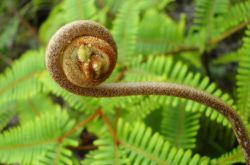 野蕨菜的營養(yǎng)價(jià)值 這些美味做法你嘗試過嗎