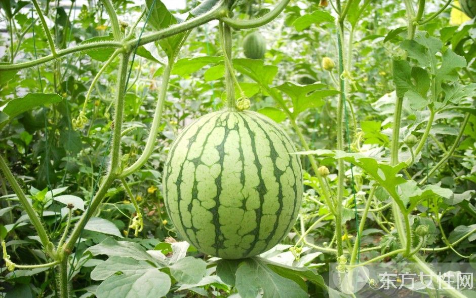 西瓜皮擦臉有什么好處 西瓜皮護(hù)膚效果居然這么好