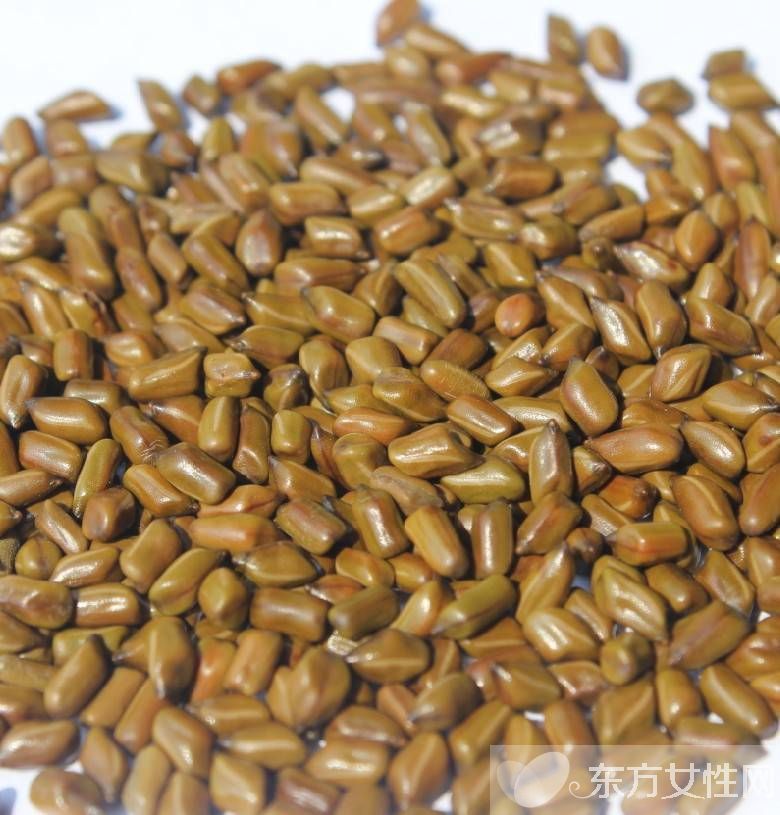 決明子的作用與功效 決明子的最佳食用方法推薦