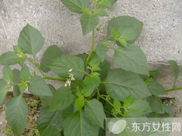 紅霉素軟膏祛痘效果好嗎 日常祛痘小妙招推薦