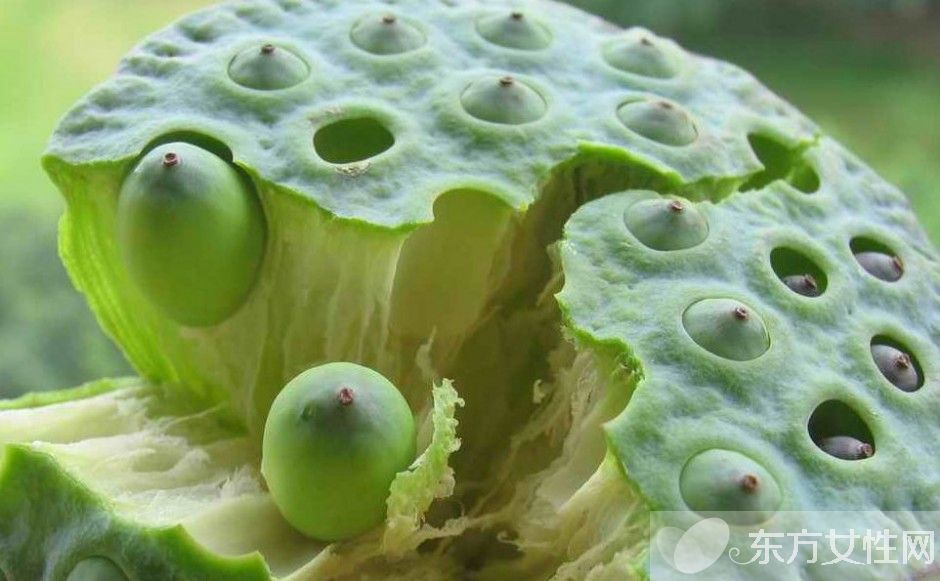 蓮子心的副作用有哪些 此類人群還是少喝為妙