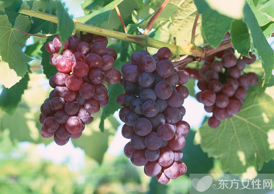 哪些食物可以化痰 健康又美味的大自然良藥