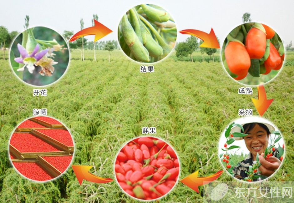 枸杞的產(chǎn)地在哪 小小枸杞居然有這么多的妙用