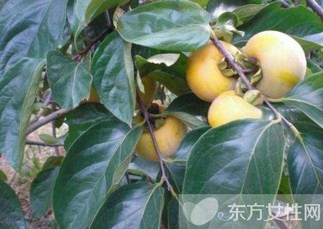 柿子葉的功效與作用 柿子葉居然還有淡斑美白的功效