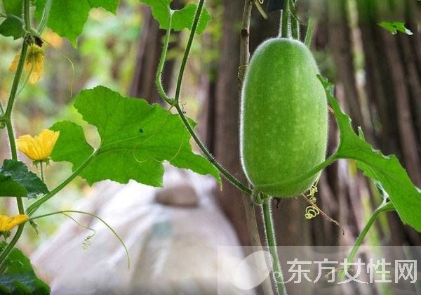 冬瓜汁的功效與作用 喝冬瓜汁居然有這么多好處