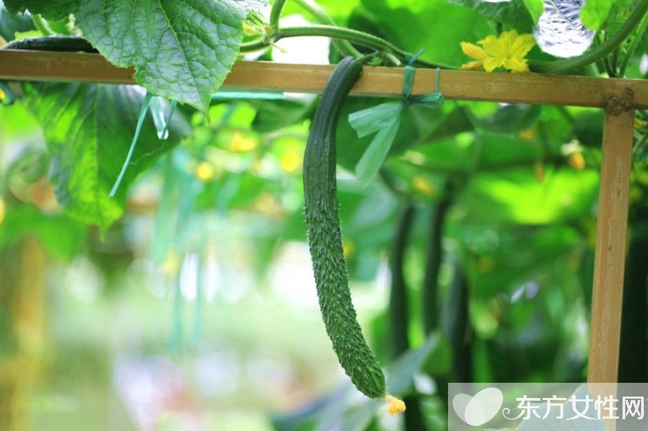 夏季養(yǎng)生之道推薦 蔬菜果汁夏天喝最棒