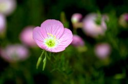 月見草的作用與功效 月見草的食療方法推薦