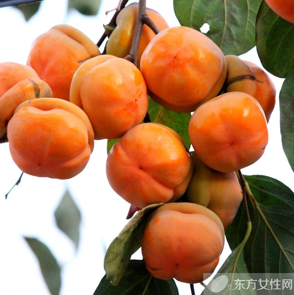 什么食物可以化痰 這些止咳化痰秘方拿好