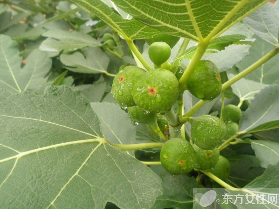 無花果的功效與作用 無花果怎么做更好吃呢