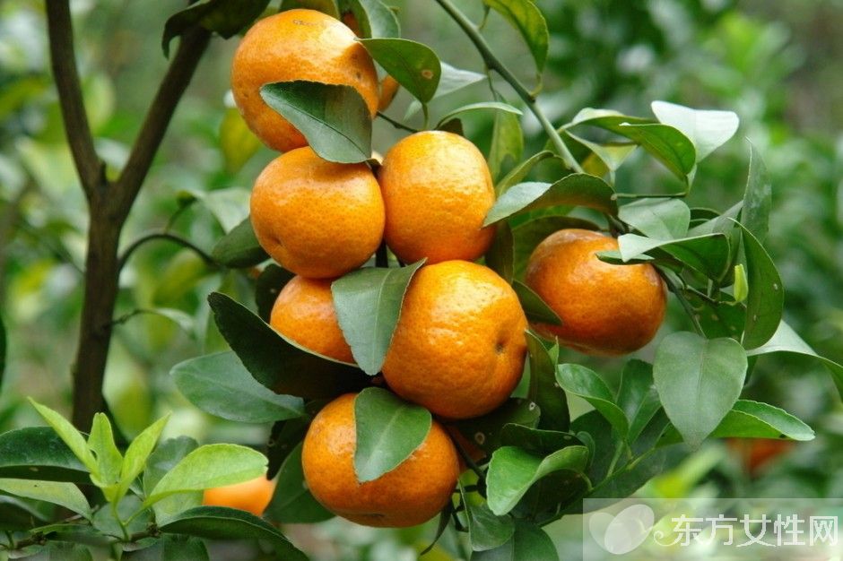 橘子的營養(yǎng)價值及食用功效 橘子吃多了后果很嚴(yán)重
