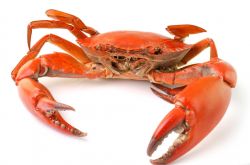 秋冬季養(yǎng)生小常識(shí) 螃蟹養(yǎng)生食療放法推薦