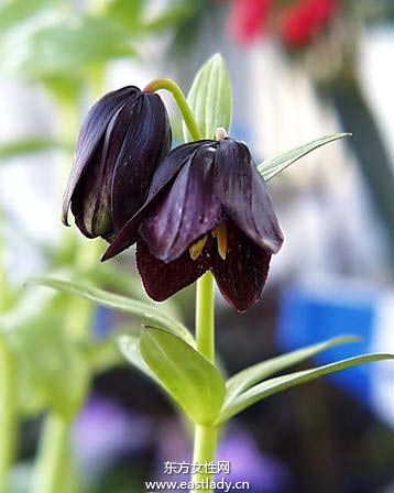 中國(guó)?；ㄟh(yuǎn)嫁日本 悲慘經(jīng)歷讓人深思