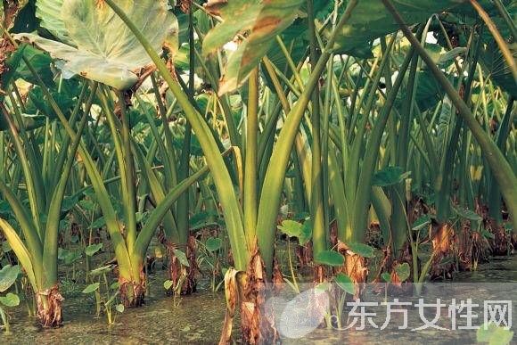 毛芋頭的功效與作用 及好吃的做法大全