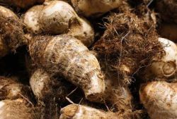 毛芋頭的功效與作用 及好吃的做法大全