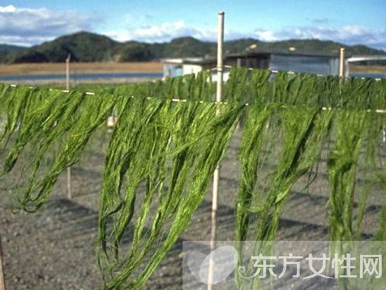 海苔和紫菜區(qū)別 哪一個(gè)比較有營(yíng)養(yǎng)呢