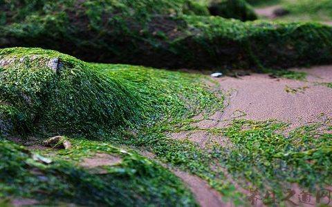 海苔和紫菜區(qū)別 哪一個(gè)比較有營(yíng)養(yǎng)呢