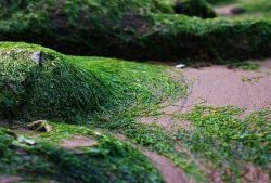 海苔和紫菜區(qū)別 哪一個(gè)比較有營(yíng)養(yǎng)呢