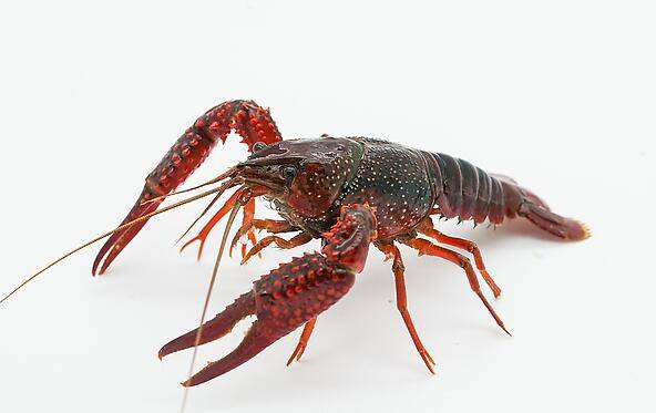 美味十三香龍蝦的做法 味鮮且低脂肪