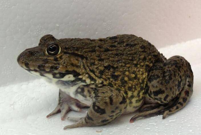 解讀田雞的營(yíng)養(yǎng)價(jià)值 三款田雞湯美味又健康