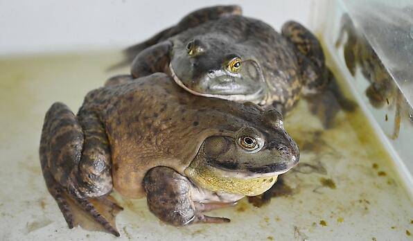 牛蛙對(duì)健康益處大 揭牛蛙三種家常做法