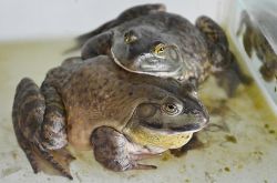 牛蛙對(duì)健康益處大 揭牛蛙三種家常做法