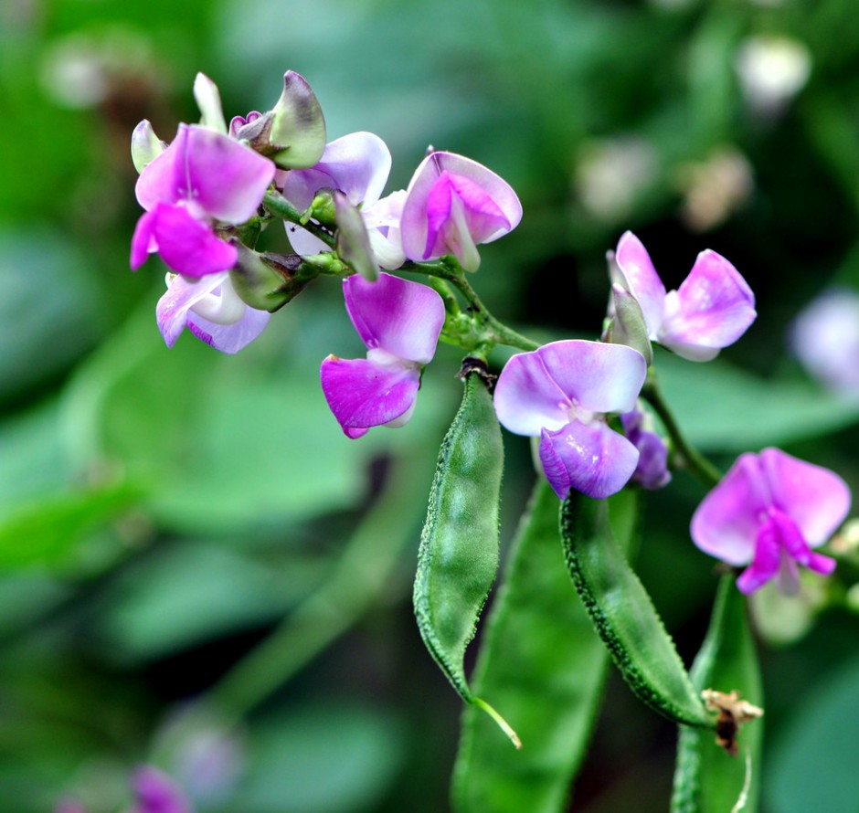 揭扁豆角的做法大全 這樣吃健康又營養(yǎng)