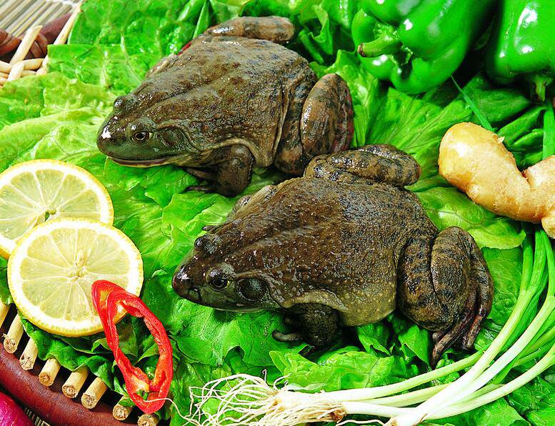 解讀田雞的營(yíng)養(yǎng)價(jià)值 三款田雞湯美味又健康