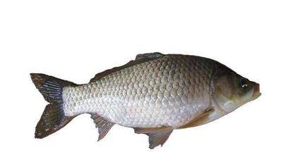 鯽魚湯的做法大全 吃鯽魚的4個禁忌