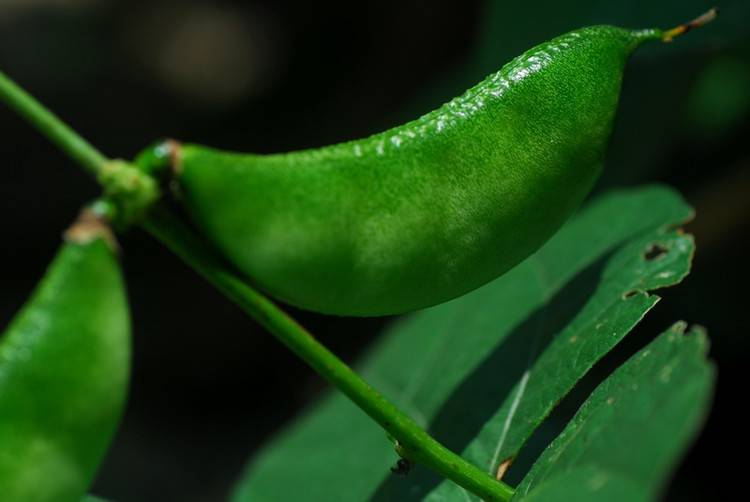 揭扁豆角的做法大全 這樣吃健康又營養(yǎng)