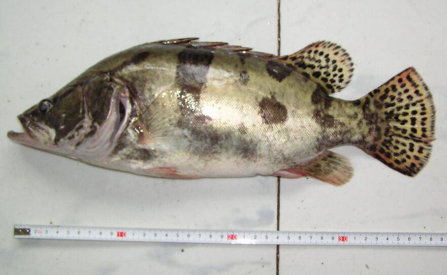 揭松鼠桂魚的來歷 手把手教你松鼠桂魚4種做法