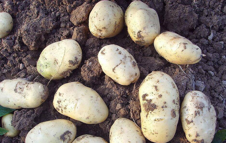 炒土豆絲的做法 揭如何炒土豆絲不粘鍋