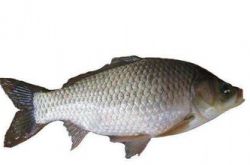 鯽魚(yú)湯的做法大全 吃鯽魚(yú)的4個(gè)禁忌